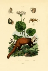 Palp-footed Spider